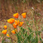 California Poppies