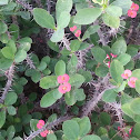 Crown of Thorns