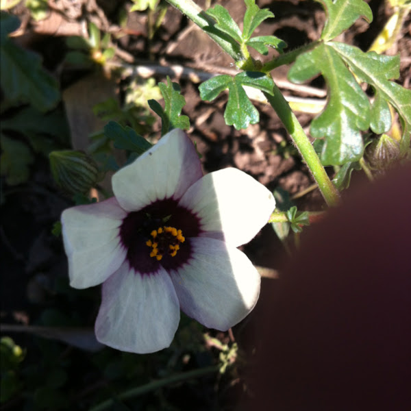 Flowerofanhour Project Noah