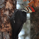 Pileated Woodpecker