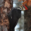 Pileated Woodpecker