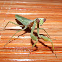 Praying Mantis