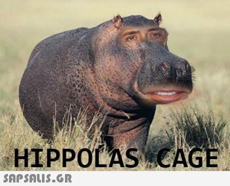 HIPPOLAS CAGE 