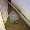 More Egg, More Egg :) (SE Asia Box Turtle)
