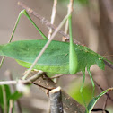 Common True Katydid