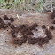 Fungus