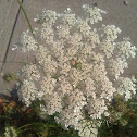 Queen Anne's Lace (Wild  Carrot)