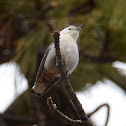 White-breasted Nuthatch