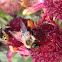 Common eastern bumblebee