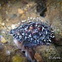 Tiger Cowry