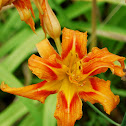 Day Lily