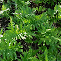 California Polypody