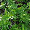 California Polypody
