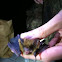 Northern Long-Eared Bat
