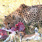 Cheetah