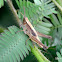 Grasshopper