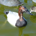 Canvasback