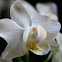 Moth Orchid