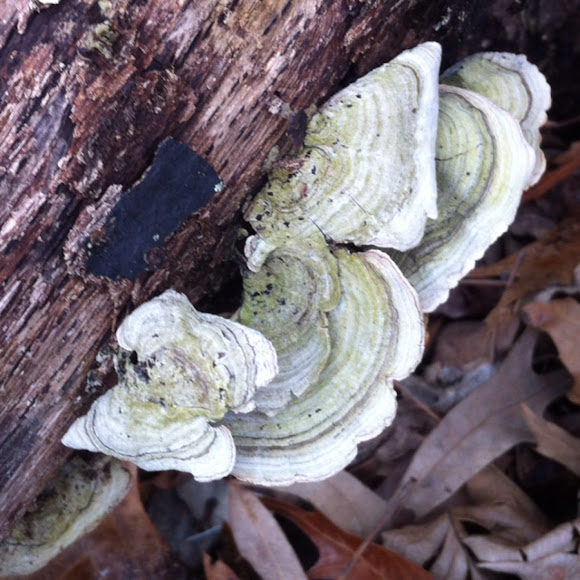 Spotting Image 1