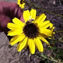 Coastal Sunflower