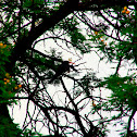 Green Wood Hoopoe