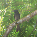 Black Drongo