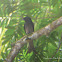 Black Drongo