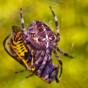 Garden Spider