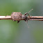 Weevil