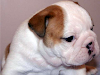 Bull Dog Ingles Para Adopcion
