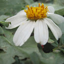 Unidentified