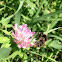 Brown-banded Carder Bee