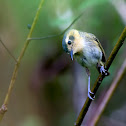 Ochre-faced Tody-Flycatcher