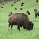 American Bison
