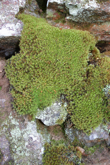 Spotting Image 1