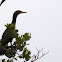 Double-crested cormorant