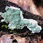 green mold - trichoderma sp ?