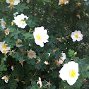 dog rose