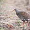 Natal spurfowl