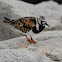Ruddy Turnstone