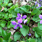 Common blue violet