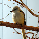 Scissor-tailed Flycatcher