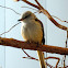 Scissor-tailed Flycatcher
