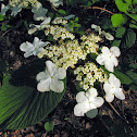 Hobblebush