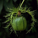 Stinking passionflower