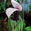 Tacca Bat Flower