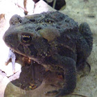American Toad