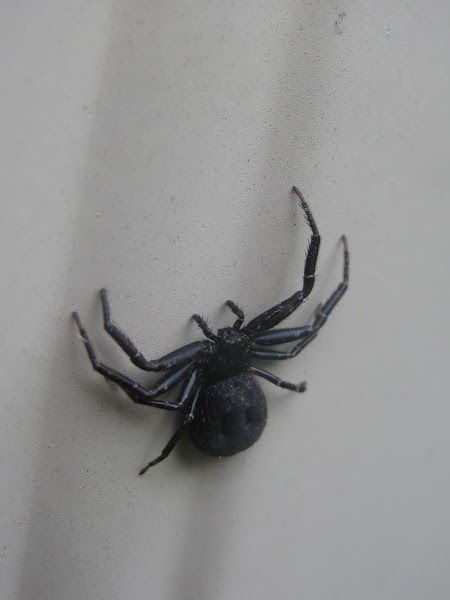 black crab spider | Project Noah