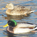 Mallard