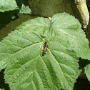 Mud-dauber